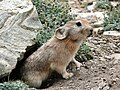 Ladakh pika (Kashmir region)