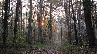 Forêt automnale.