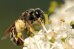 Fibblesmalbi (L. leucozonium ), hona.