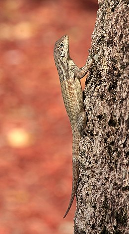 Original - Leiocephalus carinatus (shown clinging to a palm tree near West Palm Beach, Florida) is a lizard native to the Bahama Islands, the Cayman Islands and Cuba, and was released intentionally in Palm Beach, Florida in the 1940s.
