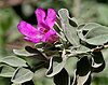 100px-Leucophyllum_frutescens_%28Purple_Sage%29_W2_IMG_1125.jpg