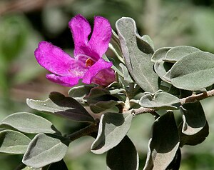 Leucophyllum frutescens - Purple Sage, Texas S...