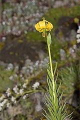 photo couleur d'une plante à tige unique, petites feuilles longues lancéolées et fleur jaune tournée vers le bas, à pétales révolutés révélant des étamines longues et vertes à anthères rouges.