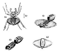 Planche représentant un mâle et accompagnant la description originale de 1874.