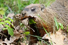 Groundhog gathering nesting material for its warm burrow Marmota monax UL 07.jpg