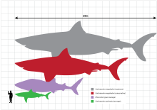 Drawing comparing sizes of megalodon, great white shark and a man, megalodon is 18 m long and great white 6 m.