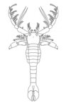 Megalograptus ohioensis (Megalograptidae)