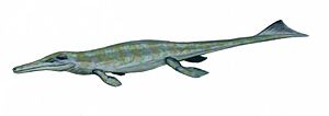 Miniatura para Metriorhynchus