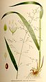 Ботаникань артовкс («Bilder ur Nordens Flora» книгастонть 1917—1926)