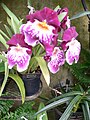 Miltonia grex Beethoven