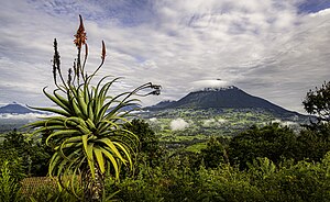 Blick auf die wolkenverhangenen Virunga-Vulkane