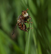 Myopa indétermminée