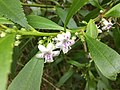 Myoporum tetrandrum