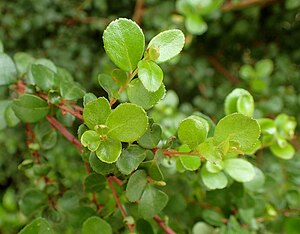 Myrsine africana