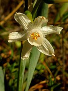 Varica de San José (Narcissus tortifolius).