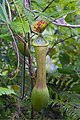 Nepenthes alata - upper pitcher, Mt Halcon