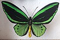 Ornithoptera priamus