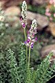 Gefiederte Laubblätter und Blütenstände von Oxytropis splendens