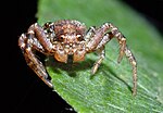 Miniatura para Thomisidae