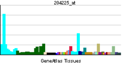 PBB GE HDAC4 204225 at tn.png