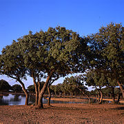 Panorámica de Dehesa de Los Llanos