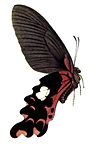 Papilio alcmenor femelle, ailes repliées (illustration)