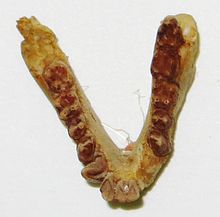 Propliopithecus haeckeli mandible.JPG