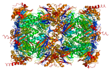 Протеин PSMA1 PDB 1iru.png