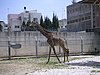 Giraffa camelopardalis at Qalqilya Zoo