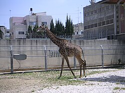 Qalqilya Zoo