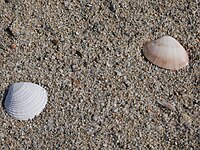 Particolare della sabbia della spiaggia.