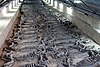 Chinese burial of 145 horses