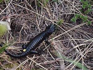 Specimen of the Alpine salamander in the sink