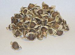 Moringa seeds