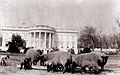 Des moutons paissant sur la pelouse pendant l'administration de Woodrow Wilson, vers 1914.