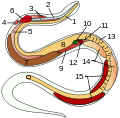 Innere Organe einer Schlange: 14 Hoden