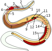 De anatomie van een slang: 1=slokdarm,  2=luchtpijp, 3=tracheale long, 4=rudimentair linkerlong,  5=rechterlong, 6=hart, 7=lever, 8=maag, 9=luchtzak, 10=galblaas, 11=pancreas, 12=milt, 13=darmen, 14=testikels, 15=nieren