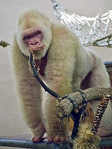 Снежинка - Зоопарк Барселоны White Gorilla4.jpg