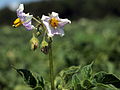 Solanum tuberosum Reichskanzler (05) .jpg