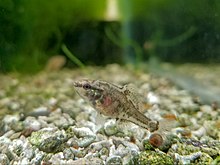 Spring Pygmy Sunfish at CFI.jpg