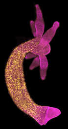 Stem cell distribution in Hydra vulgaris by Ben.d.cox