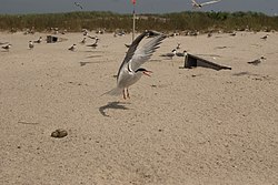 Tern at monomoy.jpg