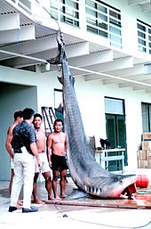 A 4.3-metre (14 ft), 540-kilogram (1,200 lb) tiger shark caught in Kane'ohe Bay, Oahu in 1966 Tiger shark, Hawaii Aii.jpg