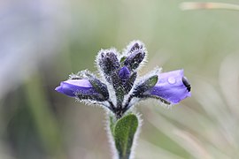 Veronică (Veronica bellidioides)