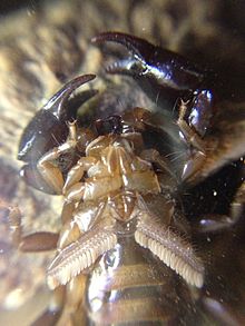 Scorpion - Wikipedia