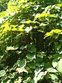 Vitis aestivalis BotGardBln07122011A.JPG