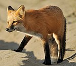 Vulpes vulpes cascadensis.jpg