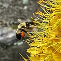 Bumblebee sp. pollinating flowers of E. stenophyllus var. stenophyllus in Wave Hill garden, Bronx