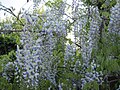 Wisteria sinensis