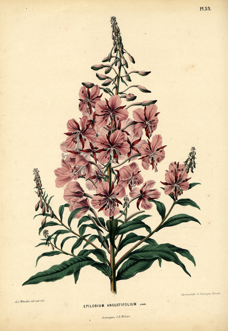 Pl. 53: EPILOBIUM ANGUSTIFOLIUM Linn.